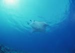 ocean-life-168