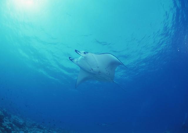 ocean-life-168