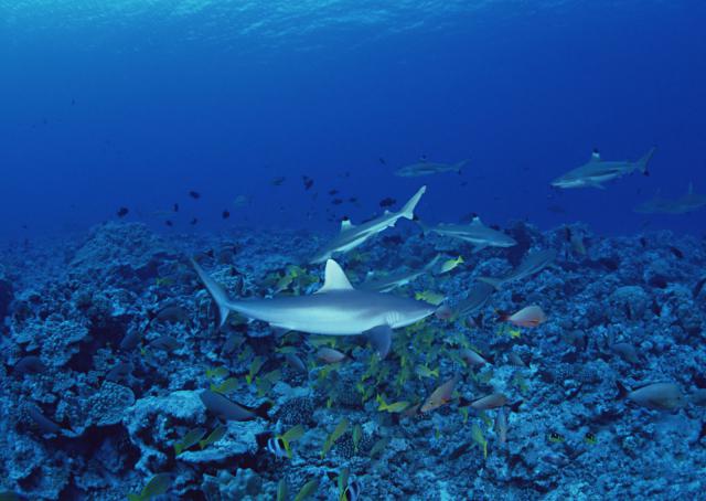 ocean-life-170