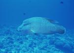 ocean-life-173