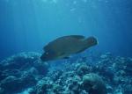 ocean-life-174