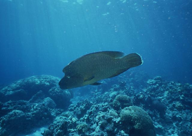 ocean-life-174