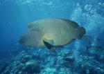 ocean-life-175