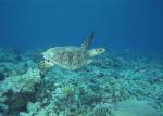 ocean-life-176