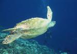 ocean-life-177