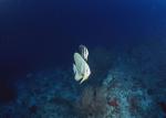 ocean-life-178