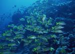 ocean-life-182