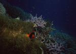 ocean-life-183