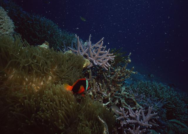 ocean-life-183