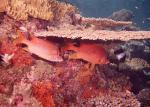 ocean-life-184
