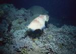 ocean-life-185
