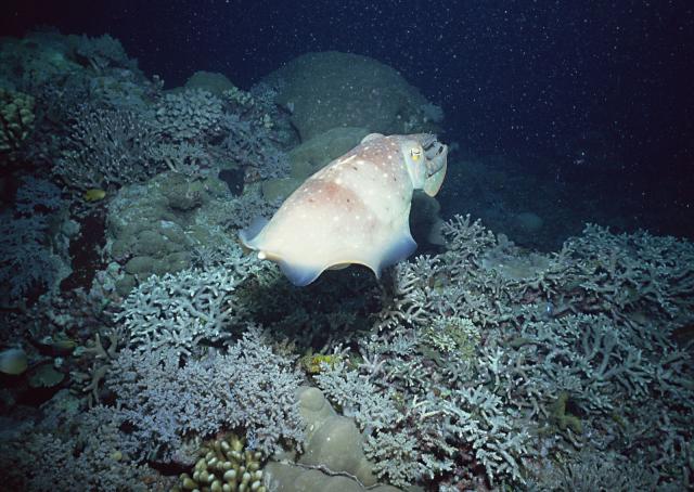 ocean-life-185