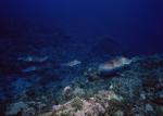 ocean-life-186