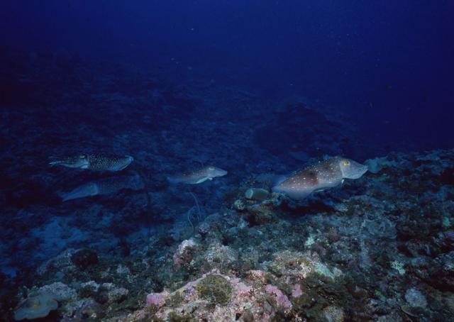 ocean-life-186