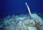 ocean-life-189