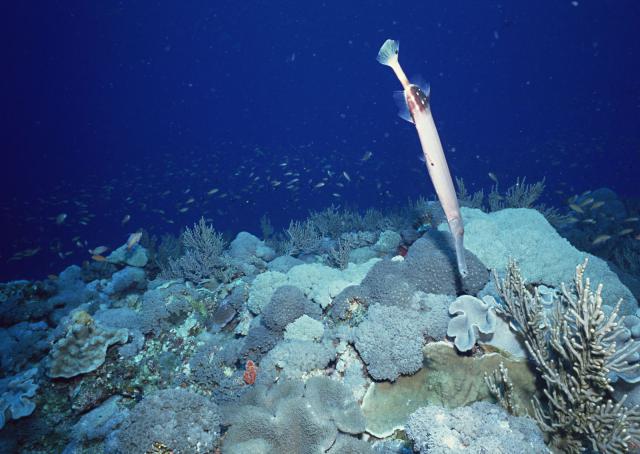 ocean-life-189