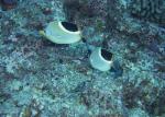 ocean-life-190