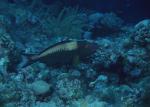 ocean-life-192