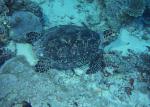 ocean-life-193