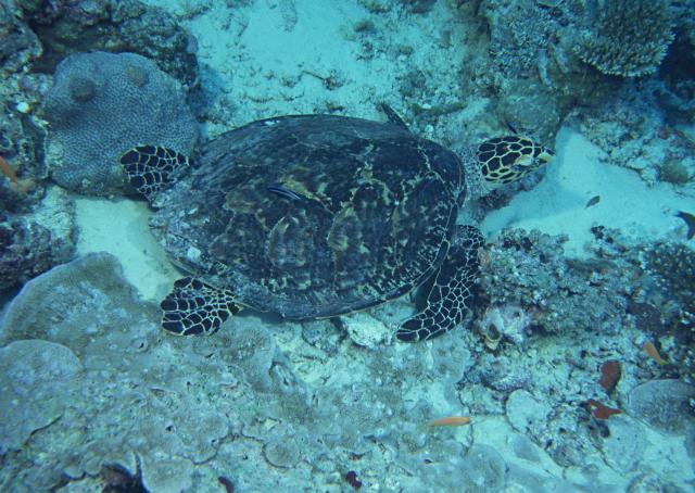 ocean-life-193