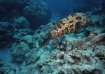 ocean-life-194
