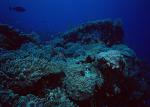 ocean-life-196