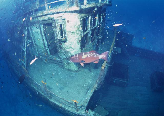 ocean-life-198