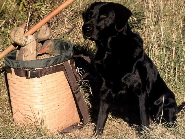 dog_101