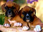 dog_102