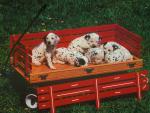 dog_108