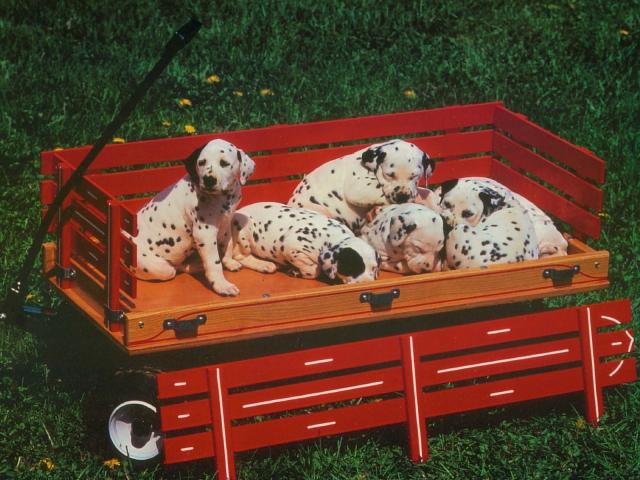 dog_108
