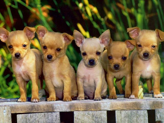 dog_115