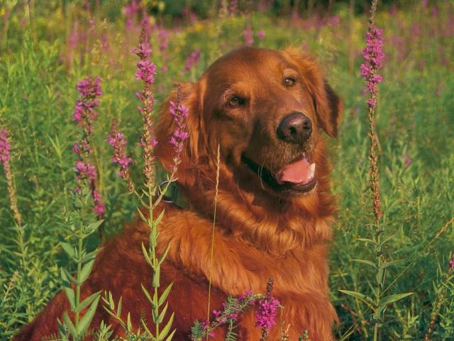 dog_118