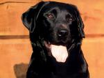 dog_119