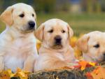dog_120