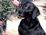 dog_121