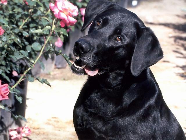 dog_121