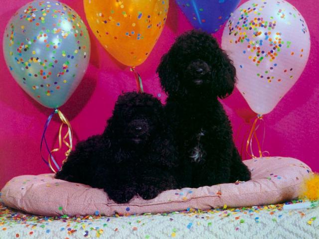 dog_126