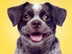 dog_128