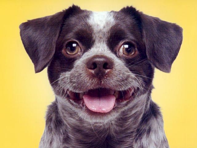 dog_128