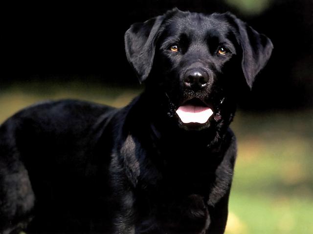 dog_129