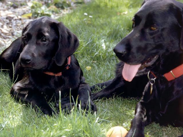 dog_131