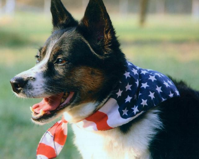 dog_133