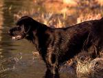 dog_134