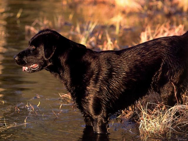 dog_134