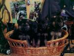 dog_140