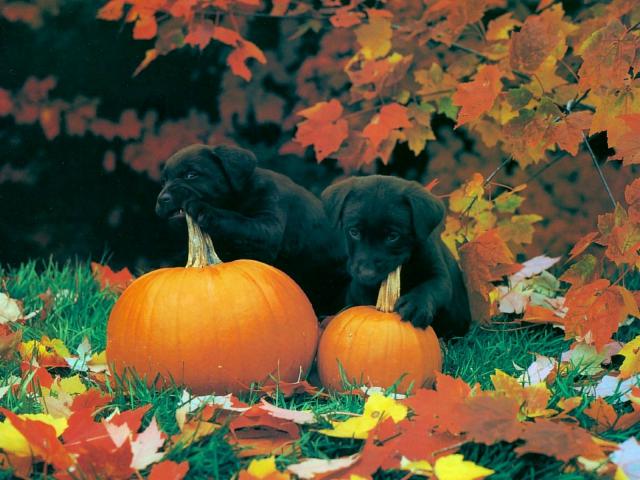 dog_143