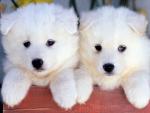 dog_144