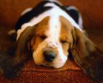 dog_145