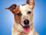 dog_146